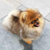 Pipkin's Daydream Of Angel's Toys Kingdom