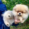 Невилл Кэпитан Кул