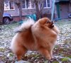 Лидер Айленд Фиалковая Фея