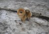 Золотой Флокс Шардоне