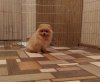 Джой Орендж Символ Года