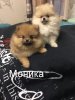 Моника Белуччи