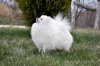 New's Pomeranian Winners