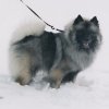 Ютика Грэйс