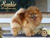 Sunryze Poms Dreams To Dream