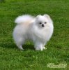 Колор Клоуд Устина Анж