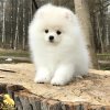 Эндле'сс Плежа Олимпус