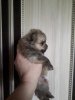 Забавная Улыбка Шедо