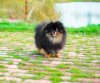 Клеопатра Голд Беби