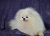 Ronny Pom Macnam