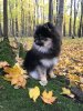 Покоритель Сердец Нежный Крисс