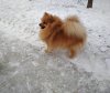 Сандра Свит Кенди