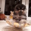 Бонус Стиль Семочка Маленькая Радость