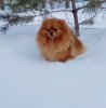 Утренняя Звезда От Марсовны
