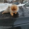 Романтик Эллюминэ Колор