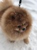 Пом На Миллион Шуня