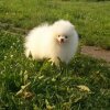 Бонус Стиль Злата Королева Севера