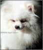 News Pomeranian Vanilla