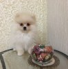 Цезарион Ричард Голд