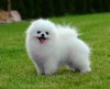 Teddy Bear Of Chiao Li Ya
