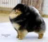 Лакки Смайл Жемчужина Живущая Вечно
