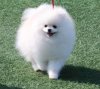 Marshmaro Of Funpuppy