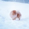 Лант Аррикс Би Хеппи