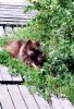 Аля