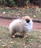 Д'олес Бриллиант Живана Блуминг