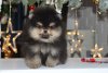Вальдо Неро Лакшерипомс