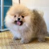 Шедеврик Шантриль Шоу
