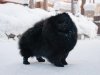 Снежная Династия Стар Найт Скай
