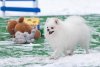 Жозефини Эмпресс От Панды Шарм