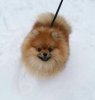 Лёвенбург Пэйдж Оф Хеппинес