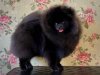 Смирнов Стайл Самсон