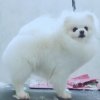 Вэллар Плюс Снежный Барсик