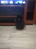 Супер Блэк Стар Из Империи Вытновых