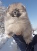 Милукор Ит Бой Звездный Мишка