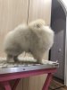 Пата Де Оро Швепс