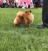 Tiny Fellow's Who's That Girl