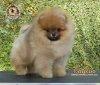 Sunryze Poms Hollywood Girl