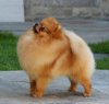 Majestic Poms Brave Heart