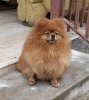 Латиша Шармин Харизма Из Вестландии
