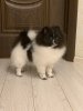 Классик Момент Домино
