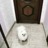 Онли Май Пом Интригинг Стайл