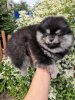 Черный Бриллиант Олис