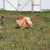 Зигервальд Рилай Он Ми