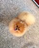 Pomsadmirer's Perfect Chick On The Block
