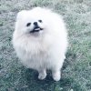 Снежная Династия Жеварли
