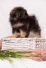 Pom House Vincent De Vichi